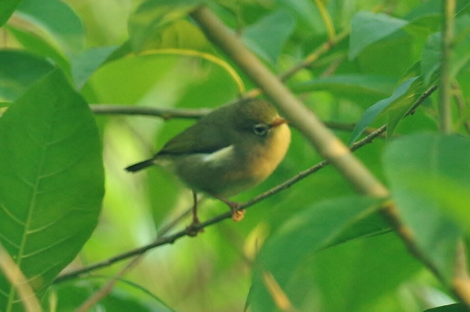 Sao Tome White-eye