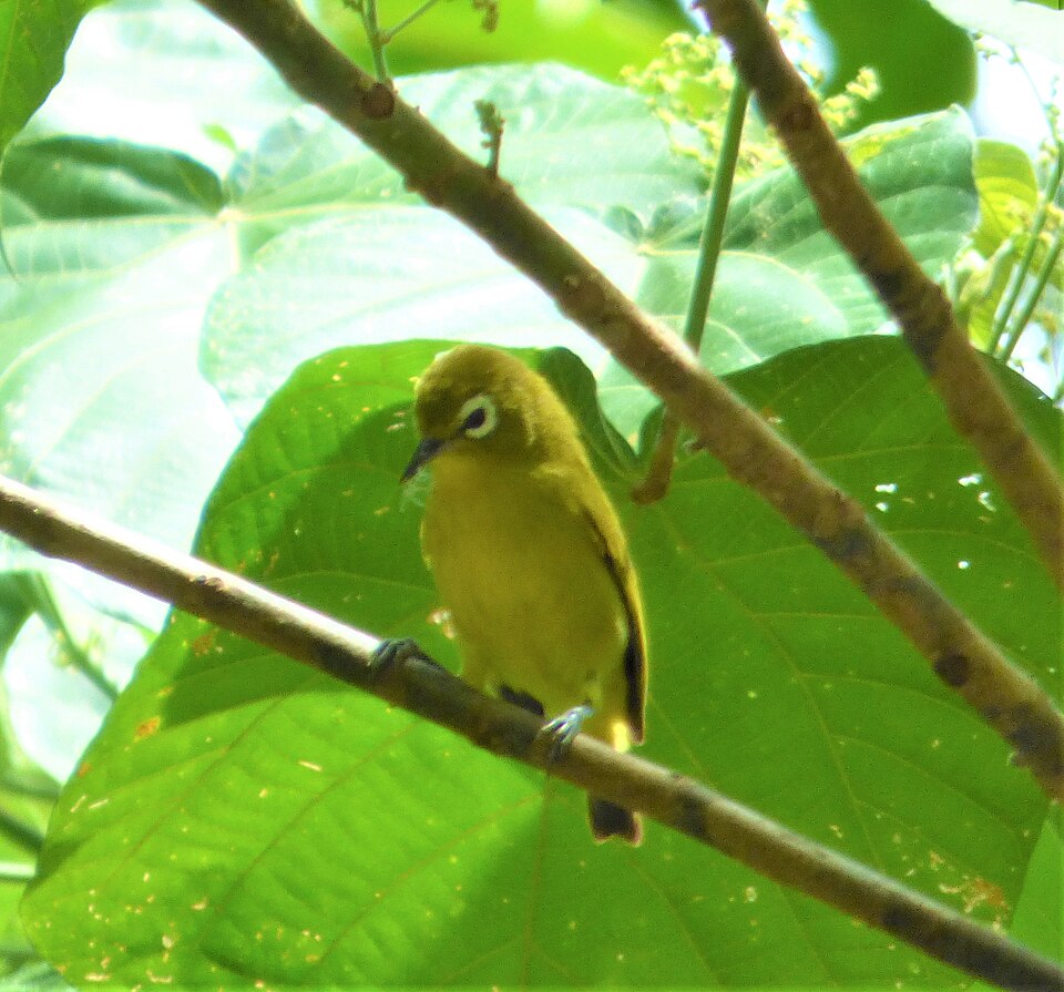 Yellow-fronted White-eye