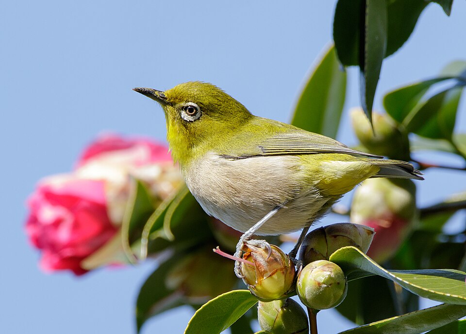 Japanese White-eye