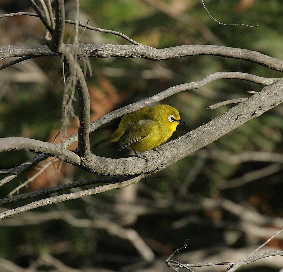 Kirk's White-eye