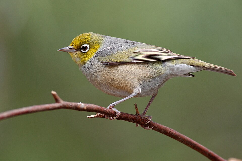 Silver-eye