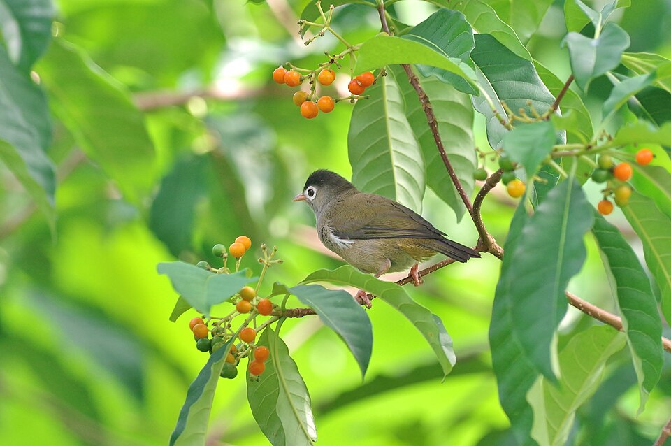 Black-capped Speirops