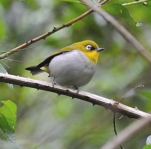 Madagascar White-eye