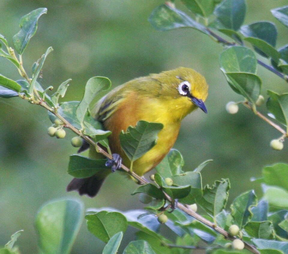 Mayotte White-eye
