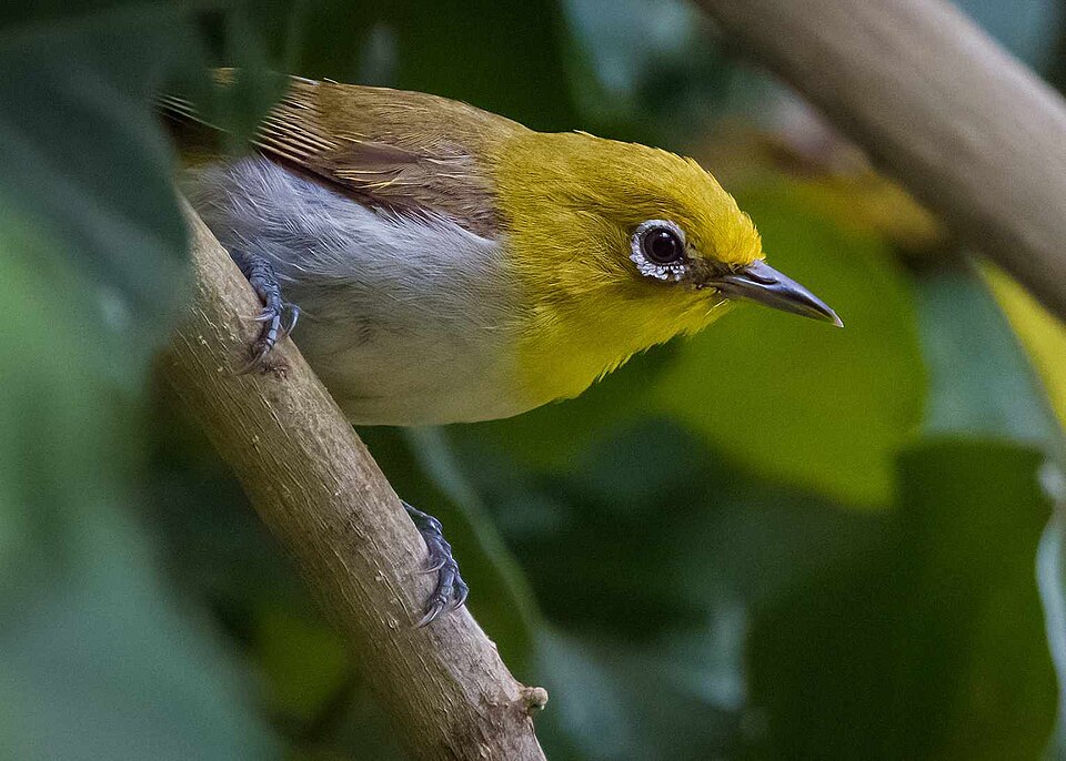 Lowland White-eye