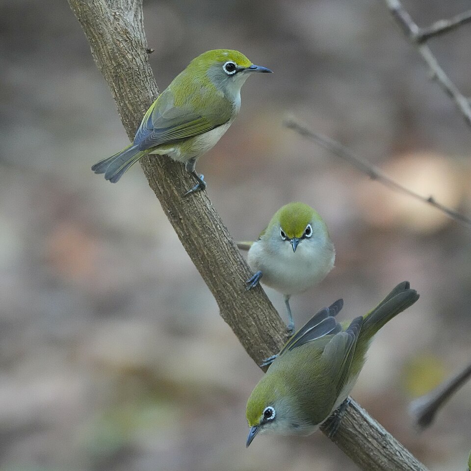 Christmas Island White-eye