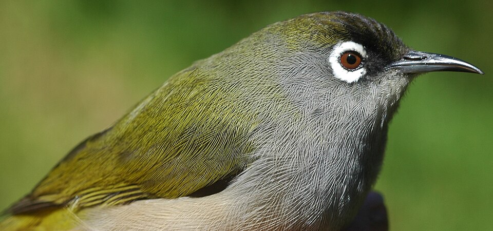 Reunion White-eye