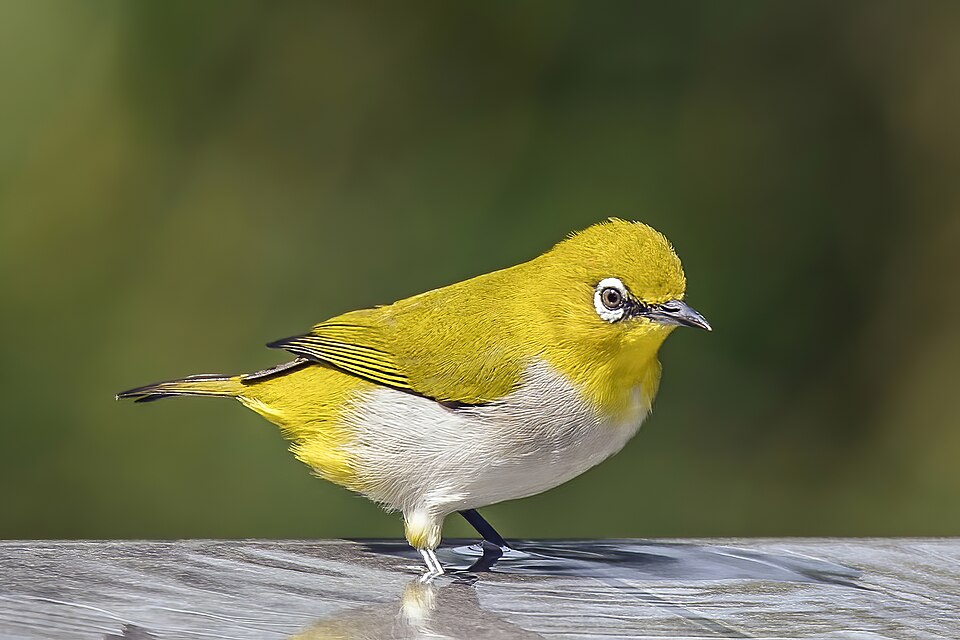 Oriental White-eye