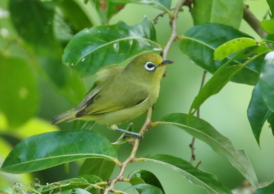 Caroline Islands White-eye