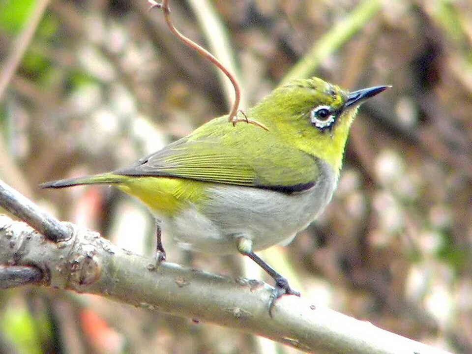 Swinhoe's White-eye