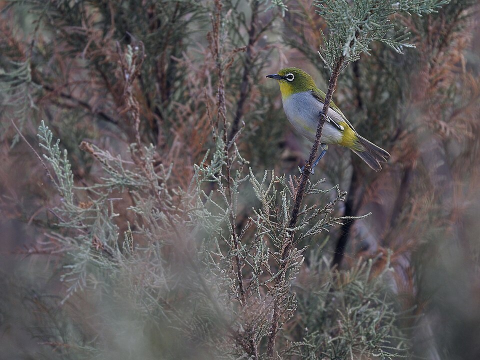 Socotra White-eye
