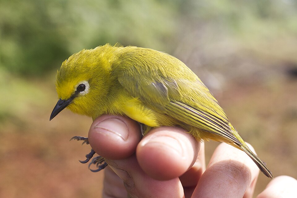 Forest White-eye