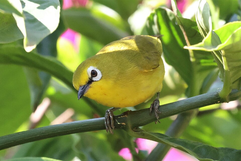 Green White-eye
