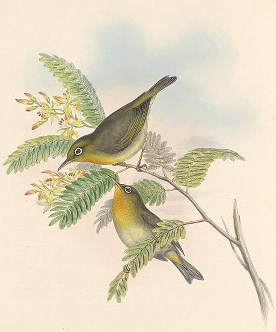 Slender-billed White-eye