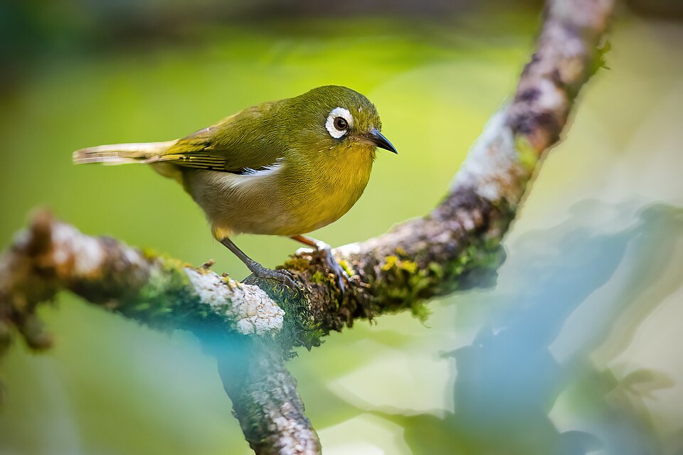 Green-backed White-eye
